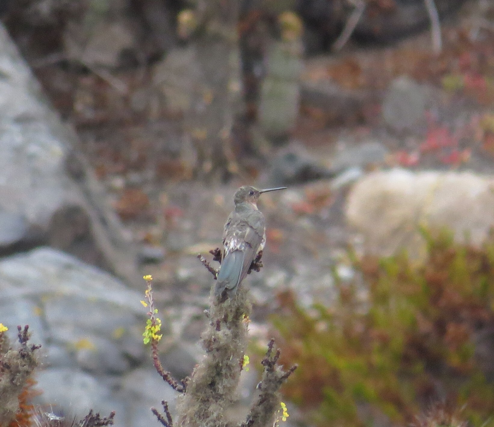 Giant Hummingbird (Patagona gigas), photo 1