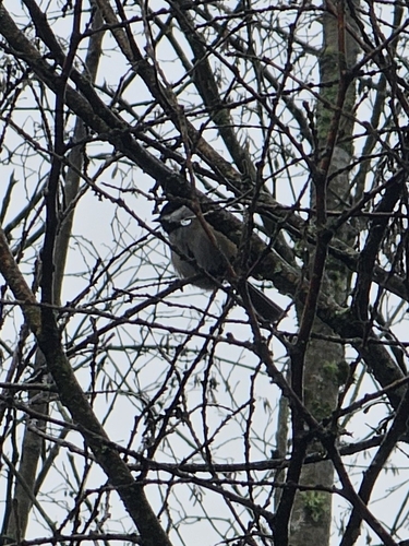Black-capped Chickadee (Poecile atricapillus), photo 3
