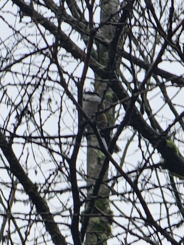 Black-capped Chickadee (Poecile atricapillus), photo 4
