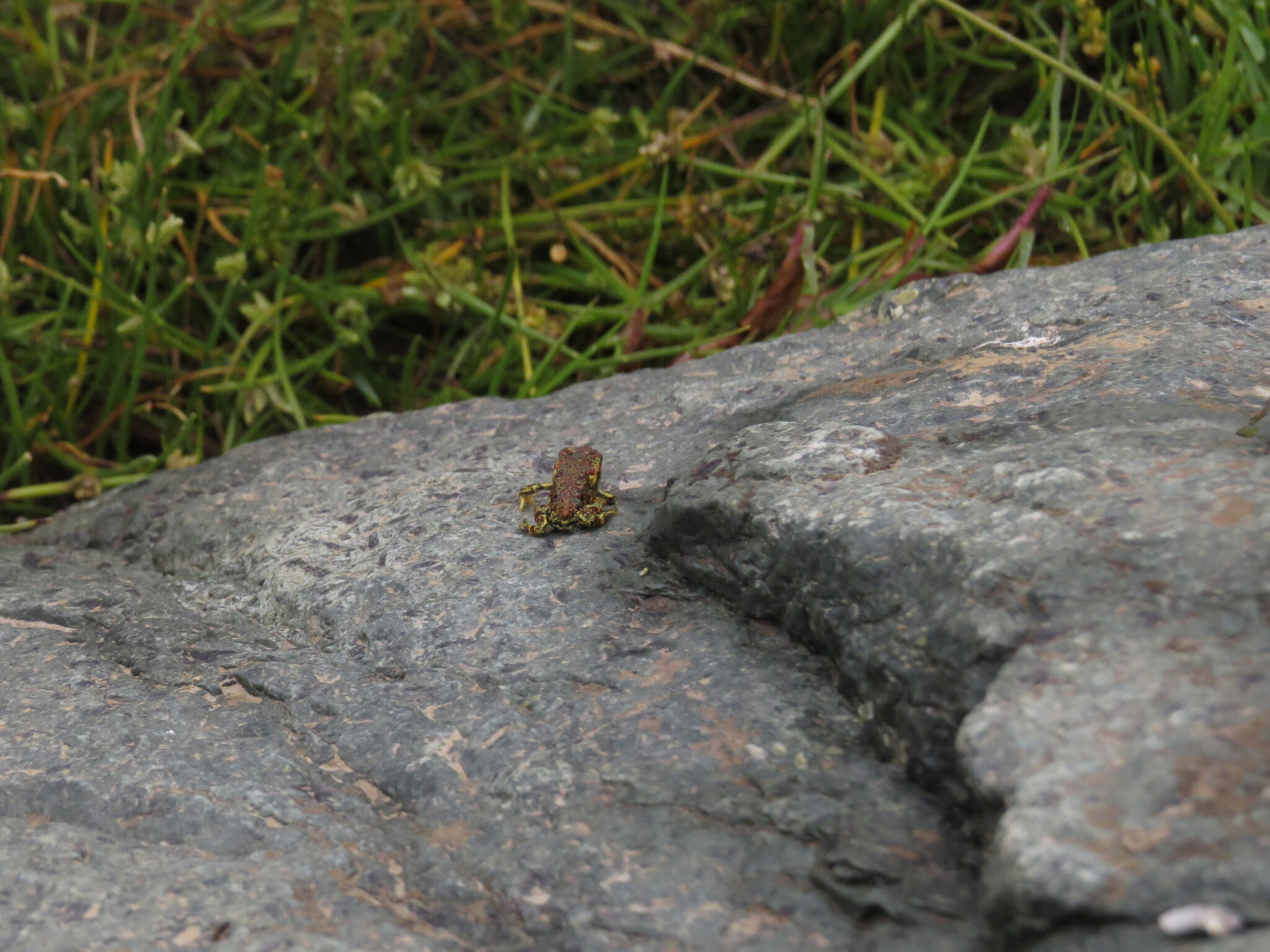 Atacama Toad, Rhinella atacamensis