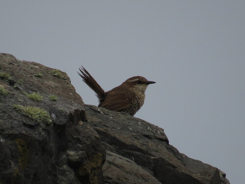 White-throated Tapaculo (Scelorchilus albicollis)