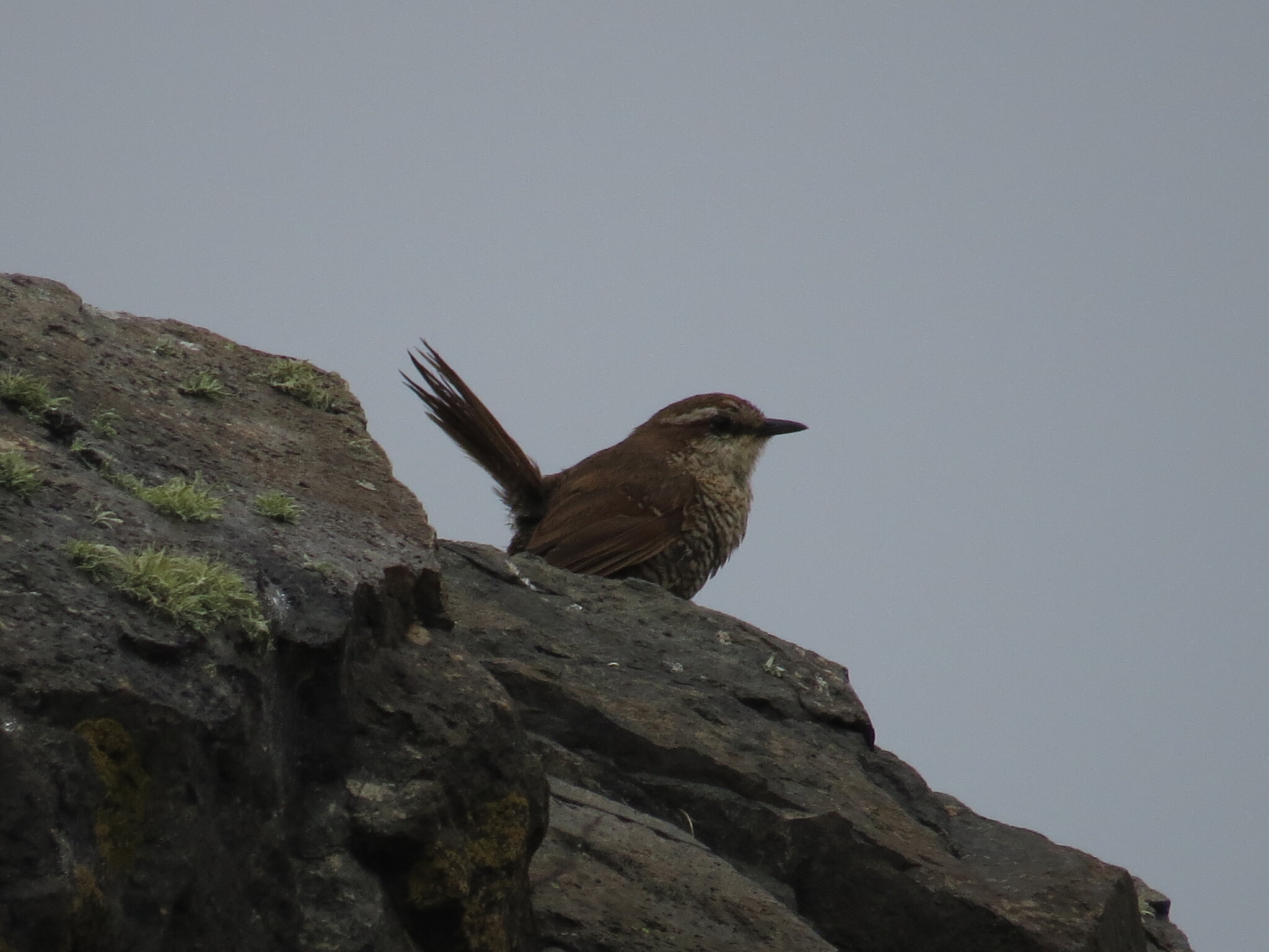 White-throated Tapaculo (Scelorchilus albicollis), photo 1