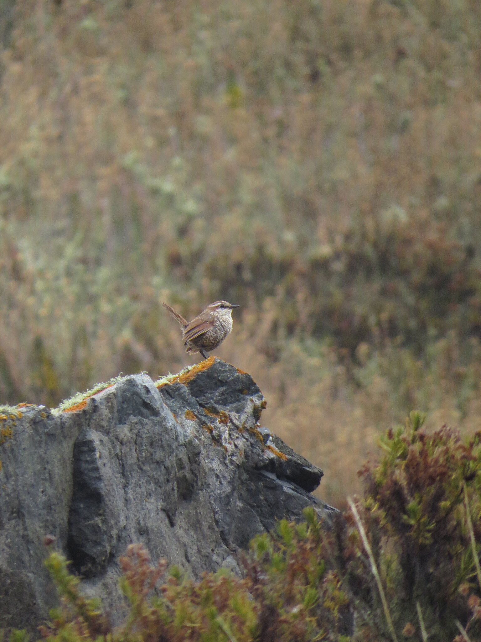 White-throated Tapaculo (Scelorchilus albicollis), photo 2