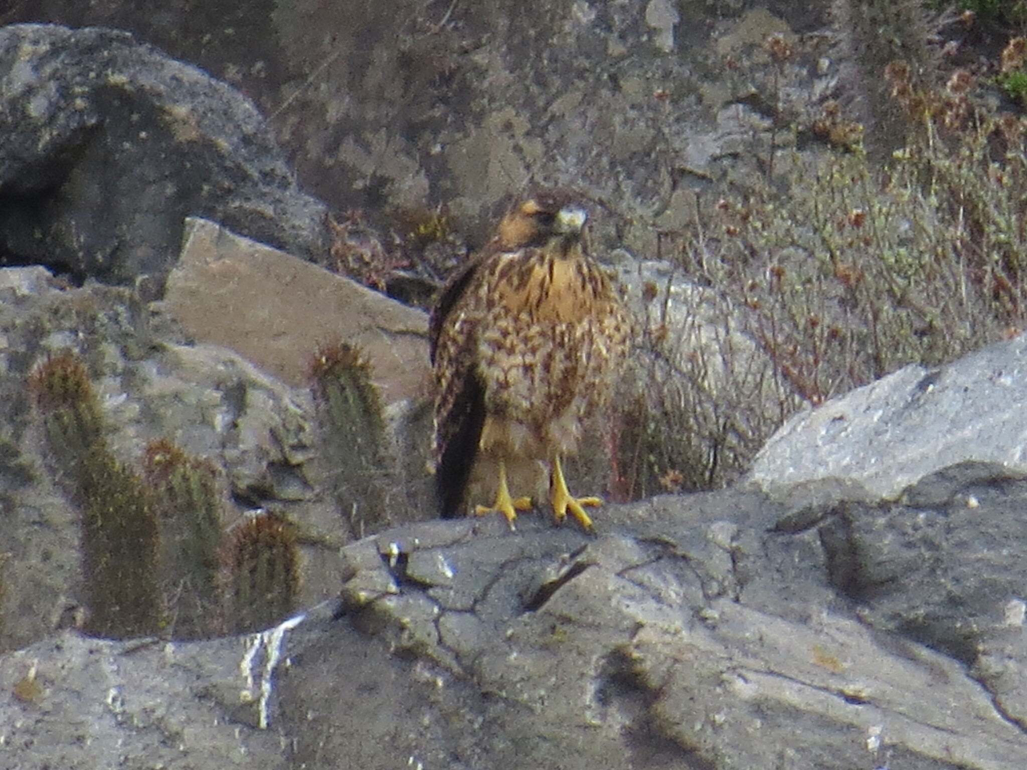 Buteo polyosoma (Quoy & Gaimard, 1824)