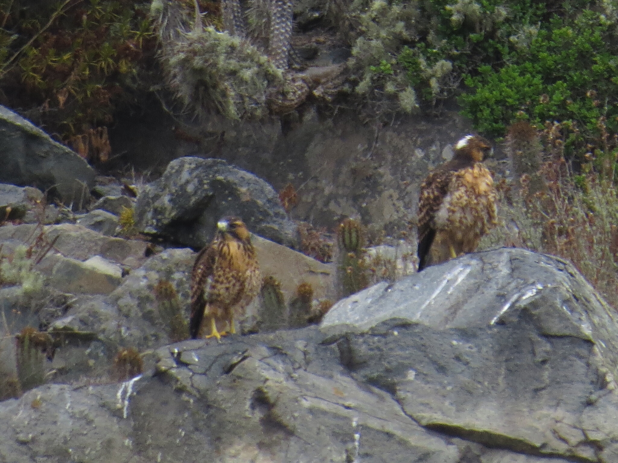 Buteo polyosoma (Quoy & Gaimard, 1824)