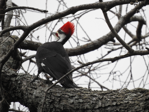 Pileated Woodpecker (Dryocopus pileatus), photo 2