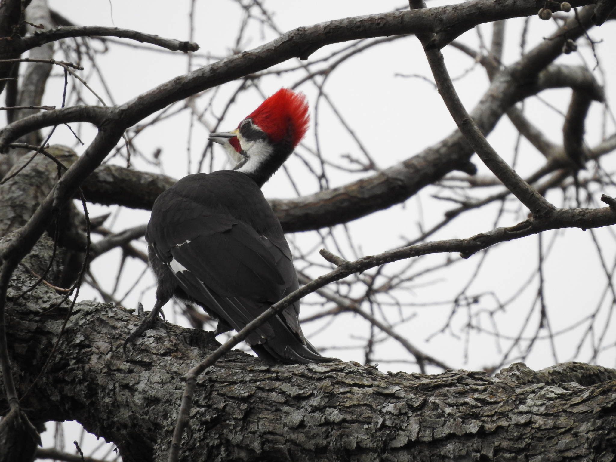 Pileated Woodpecker (Dryocopus pileatus), photo 2
