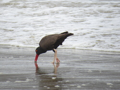 Blackish Oystercatcher (Haematopus ater)