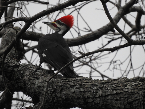 Pileated Woodpecker (Dryocopus pileatus)
