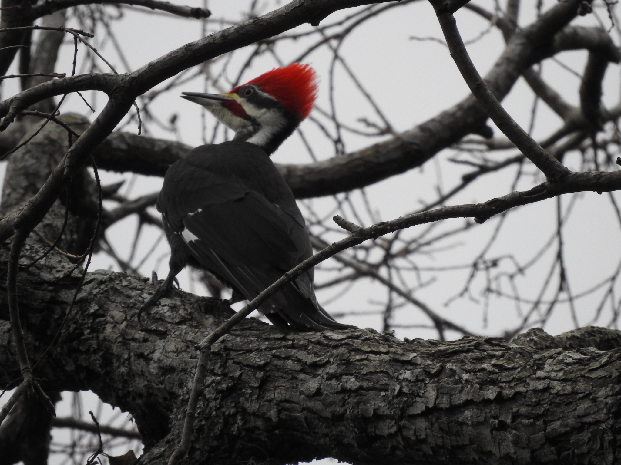 Pileated Woodpecker (Dryocopus pileatus), photo 1
