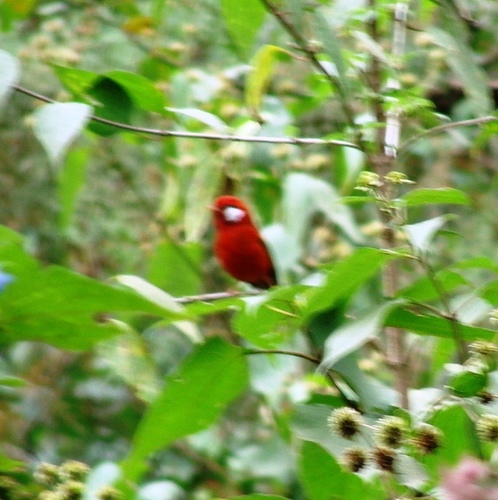 Cardellina rubra