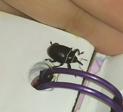 Rhyssomatus marginatus