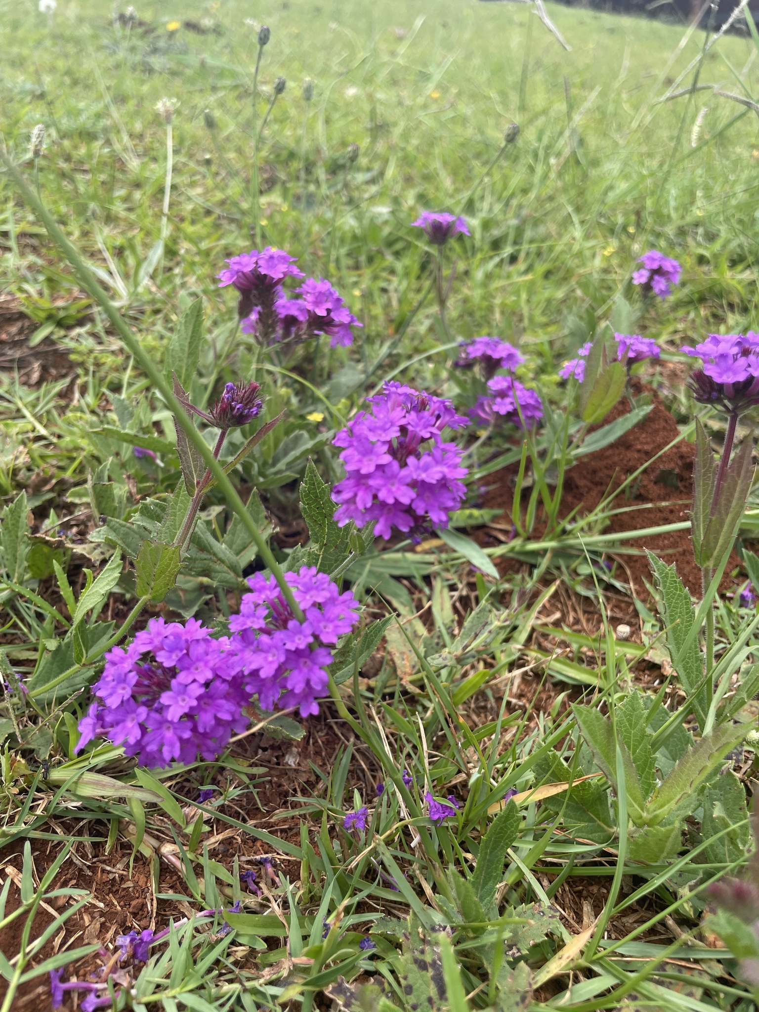 Slender vervain