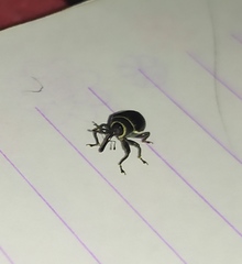 Rhyssomatus marginatus