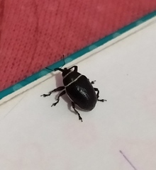 Rhyssomatus marginatus