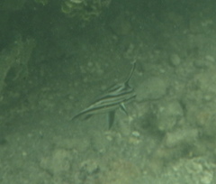 Pareques acuminatus