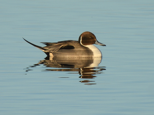 Canard pilet, mâle