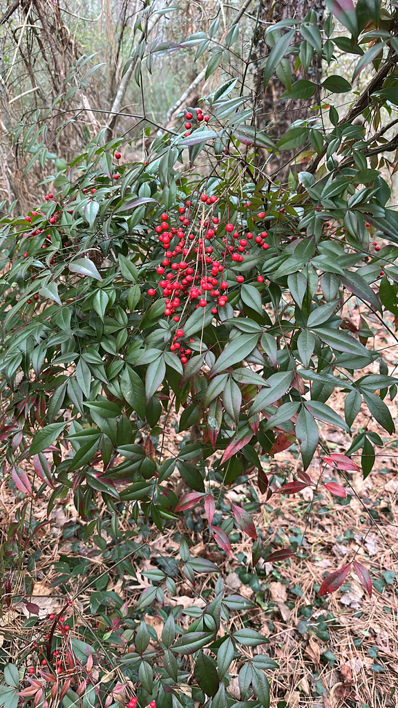 Nam Thiền Trúc – Nandina domestica