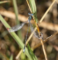 Lestes forficula