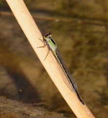 Ischnura ramburii
