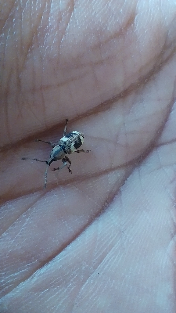 Phytoscaphus triangularis (Phytoscaphus triangularis)