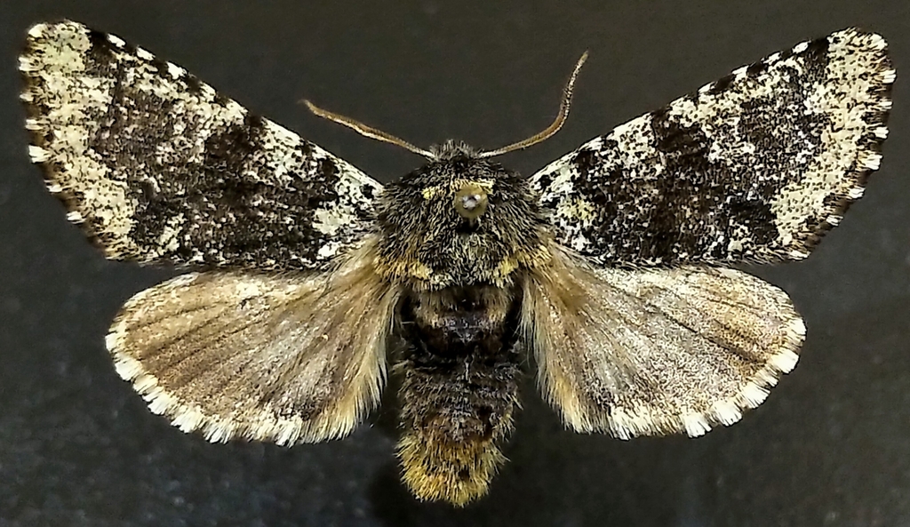 Major Sallow