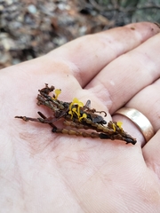 Chloroscypha alutipes