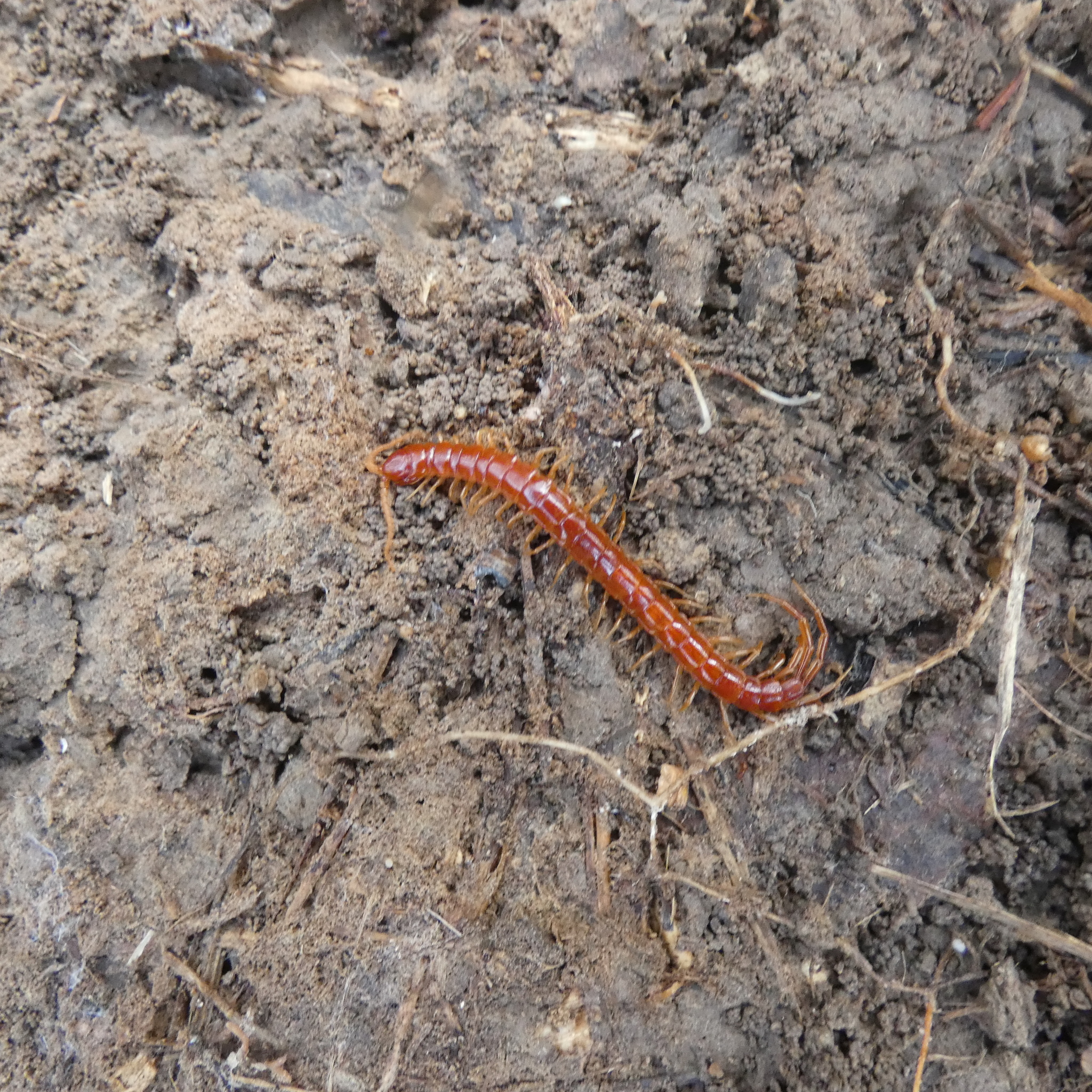 Scolopocryptops sexspinosus Say, 1821