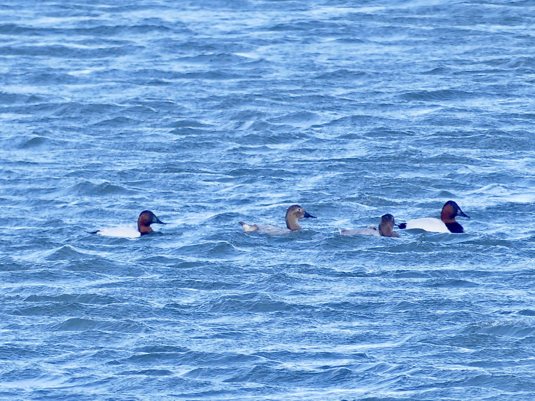 Canvasback (Aythya valisineria), photo 5
