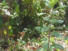 Herpailurus yagouaroundi