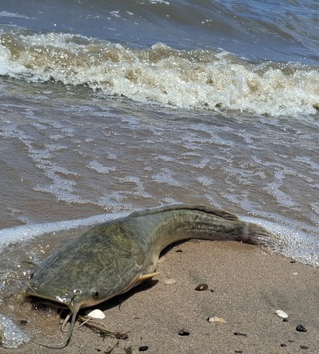 African catfish (Clarias gariepinus) — Clariidae
