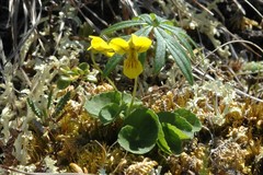 Viola biflora biflora