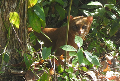 Herpailurus yagouaroundi