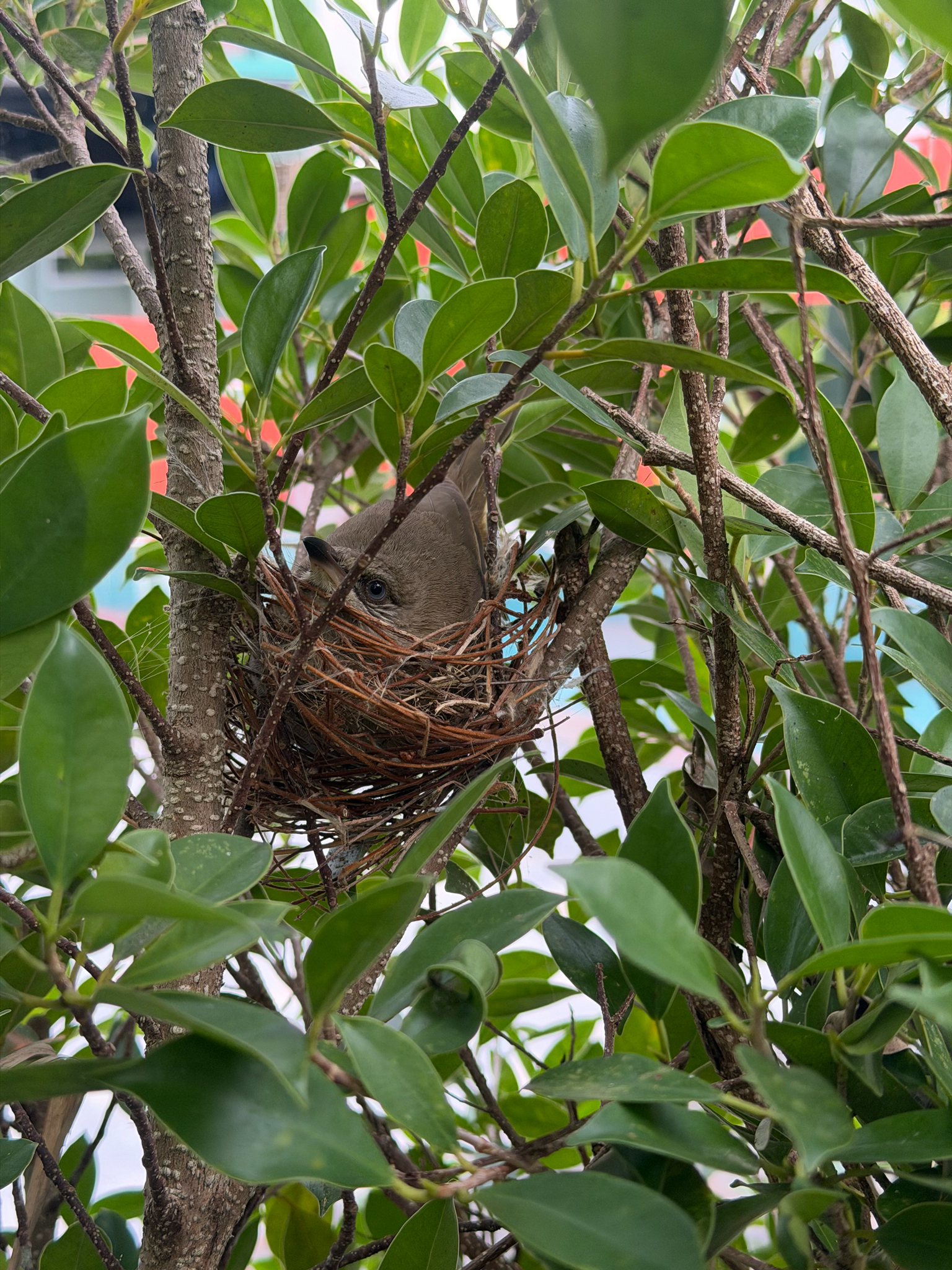 Ayeyarwady Bulbul (Pycnonotus blanfordi), photo 1