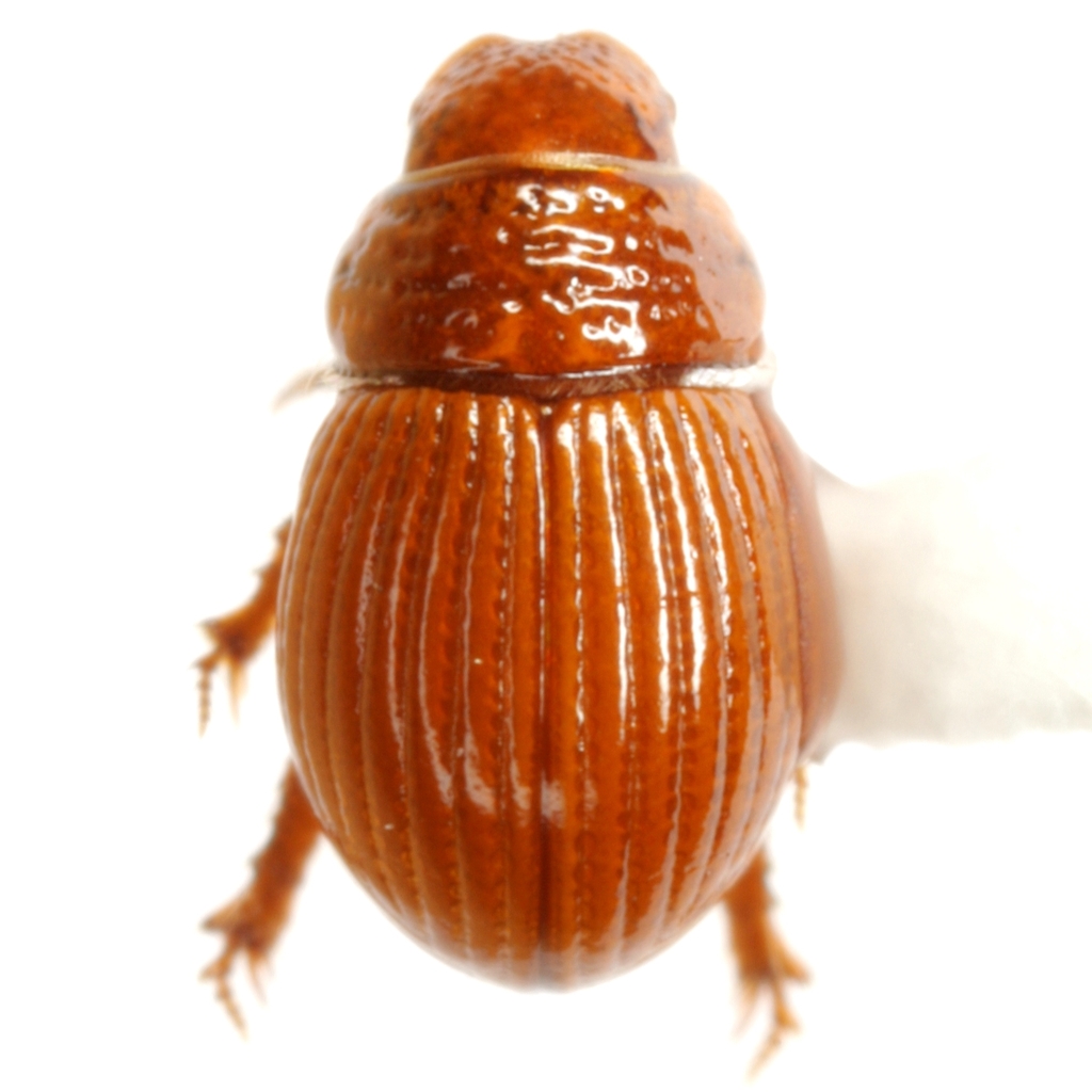 Geopsammodius
