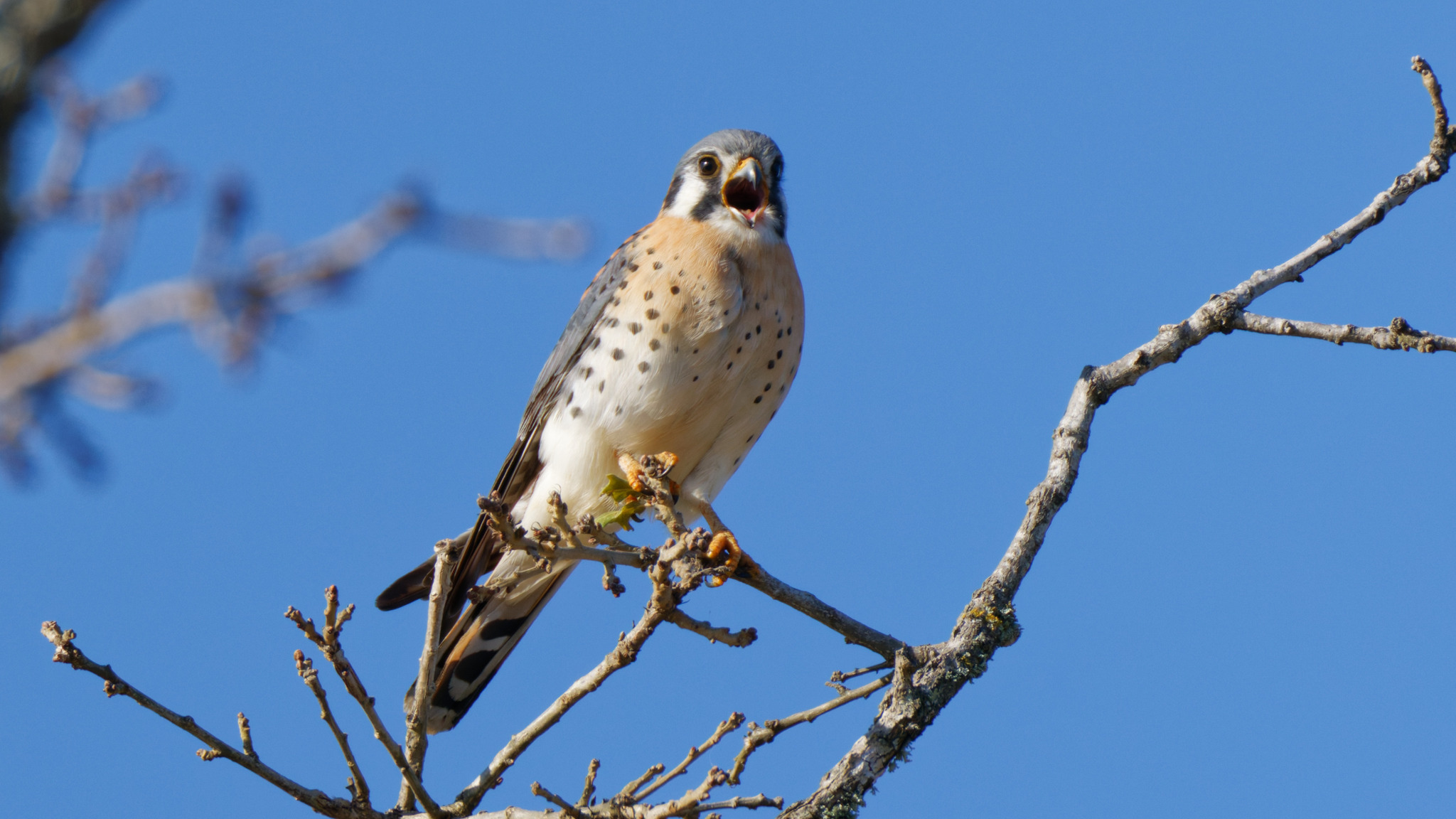 American Kestrel (Falco sparverius), photo 2