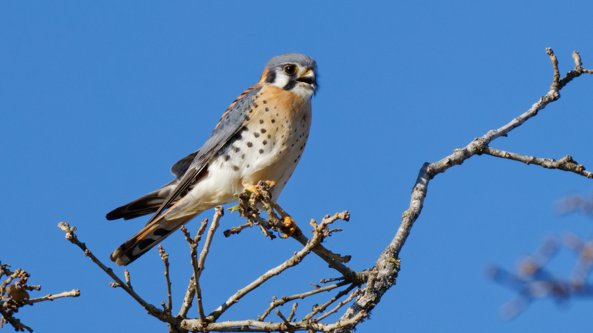 American Kestrel (Falco sparverius), photo 3