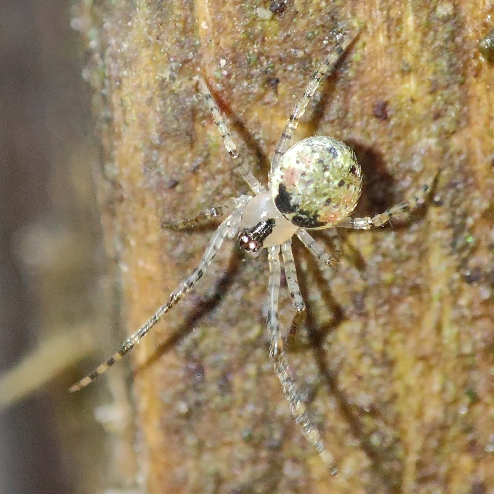 Platnickina tincta (Walckenaer, 1802)