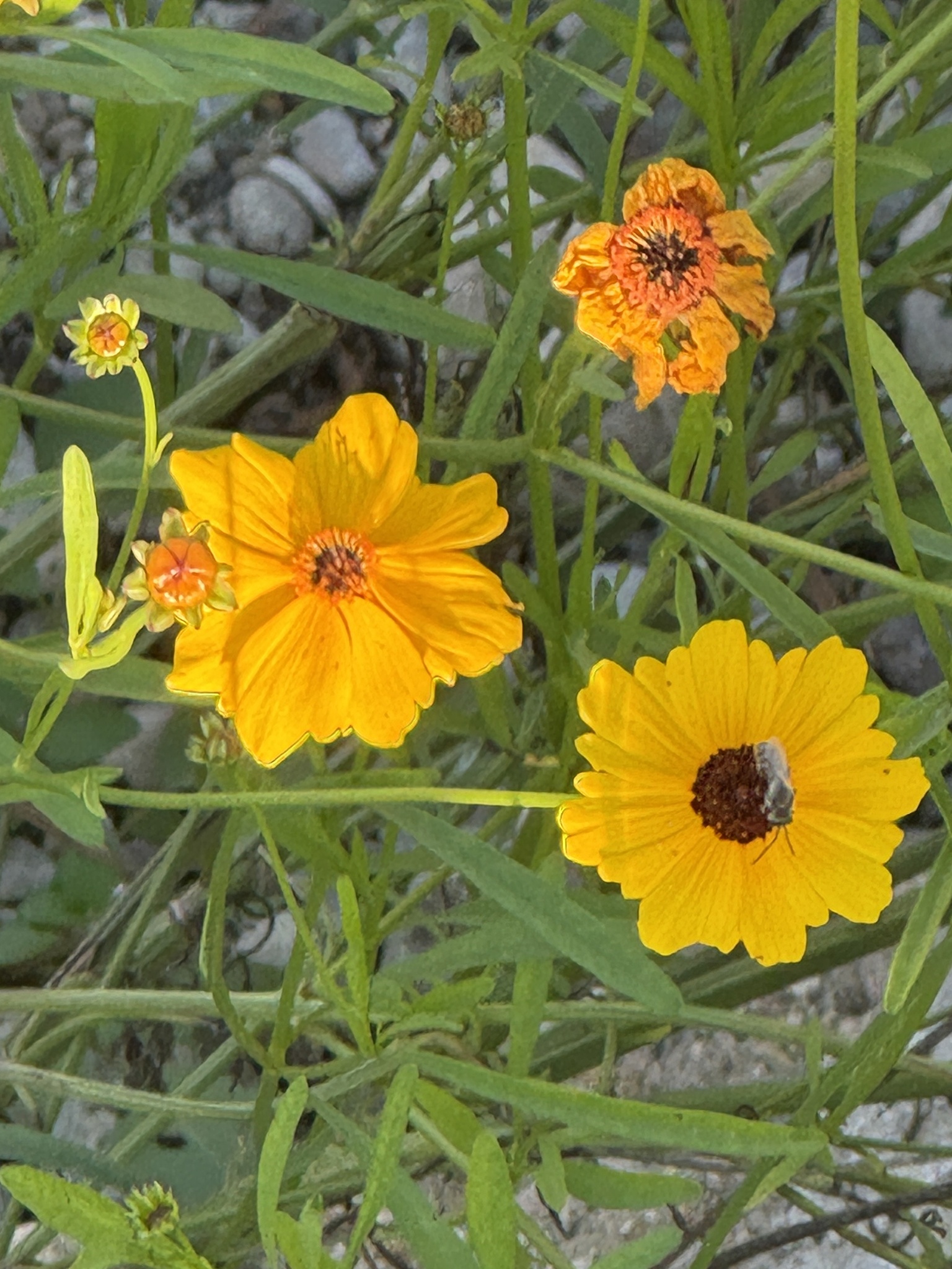 Golden tickseed