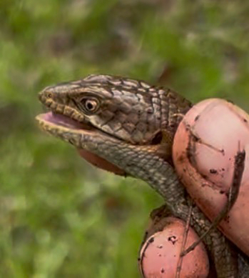 Elgaria multicarinata (Blainville, 1835)