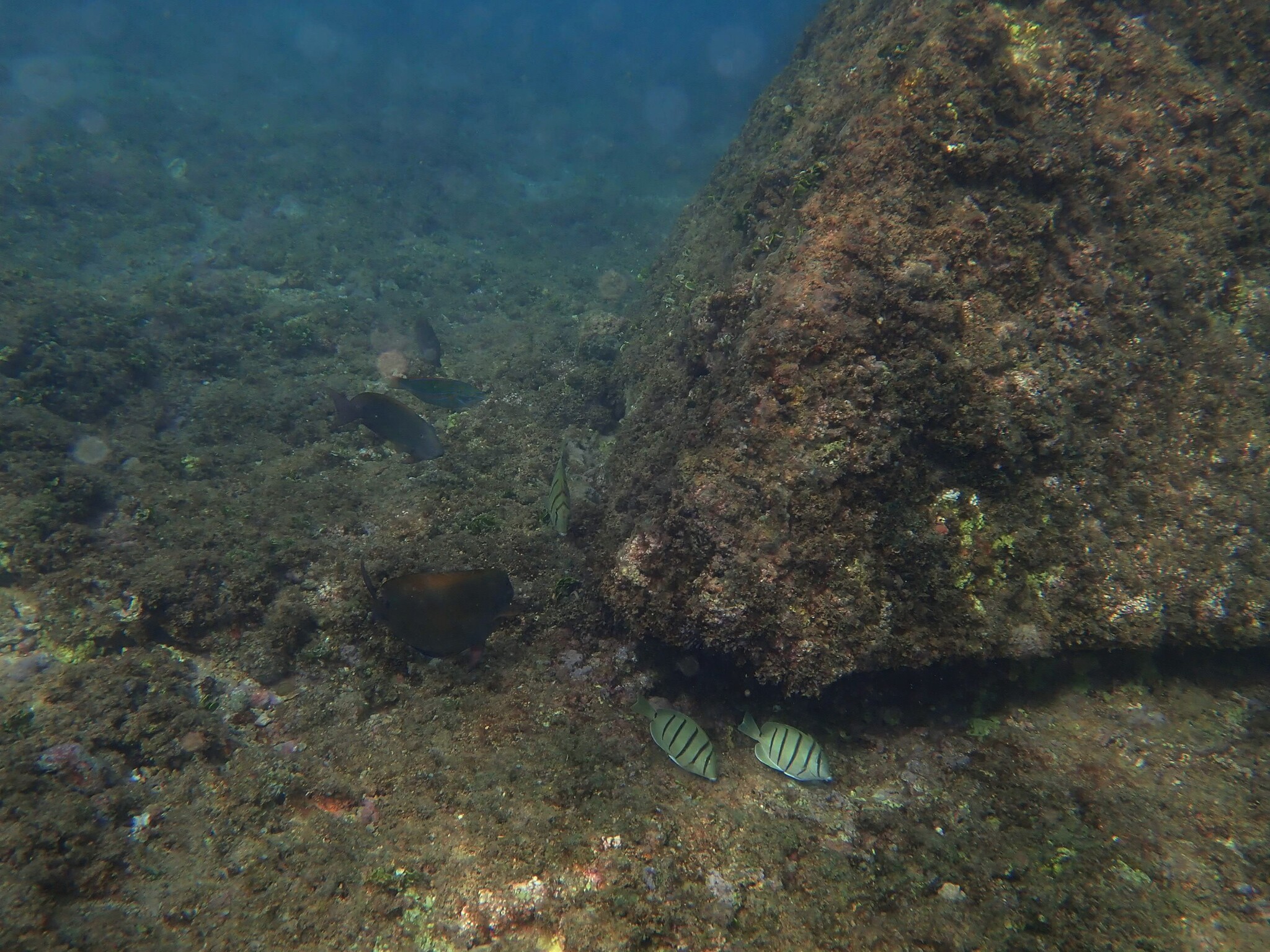Easter Island Surgeonfish