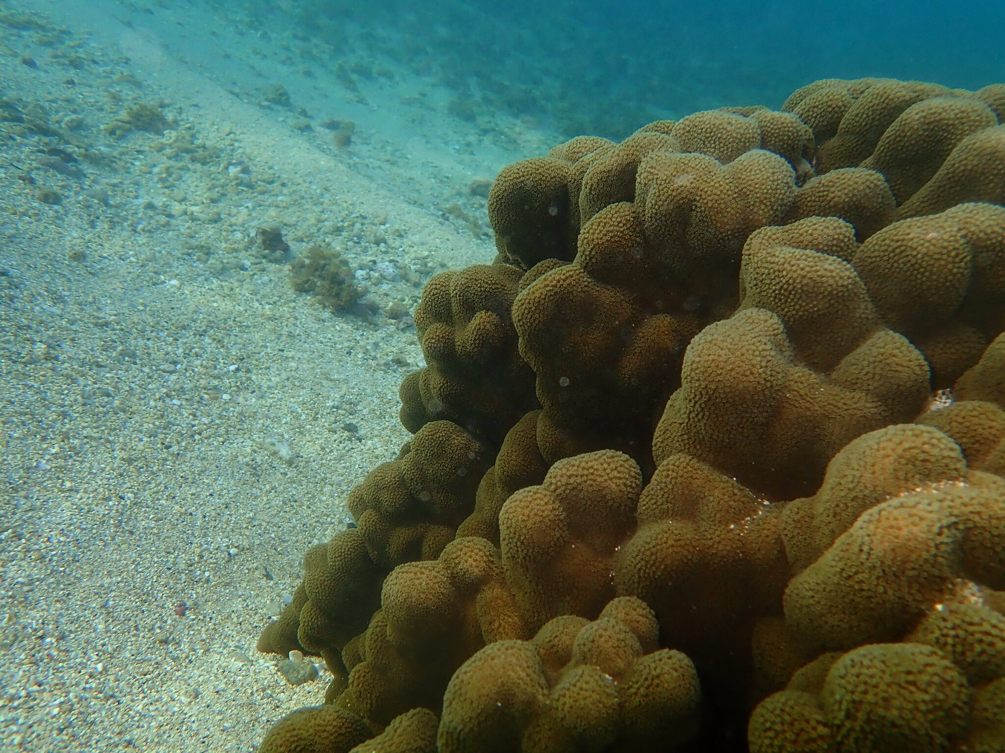 Porites Coral