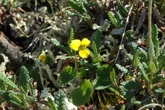 Viola biflora biflora