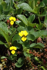 Viola biflora biflora
