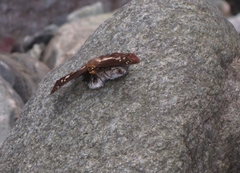 Gerosis phisara