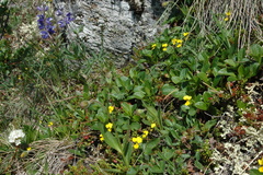 Viola biflora biflora