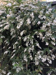Hardenbergia