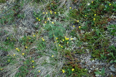 Viola biflora biflora
