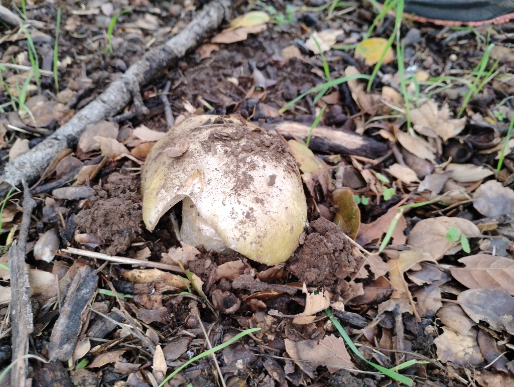Amanita phalloides · January 2026 · photo: © pholroyd (iNaturalist, cc0)
