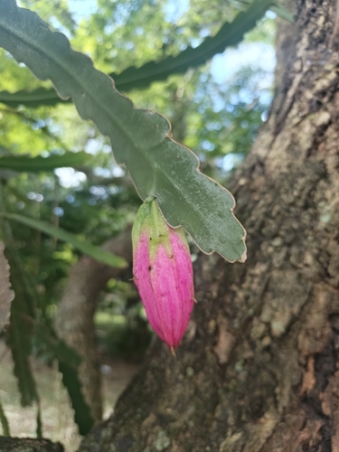 Climbing cactus